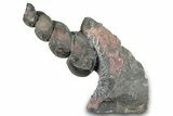 Devonian Fossil Gastropod Internal Mold - Issoumour, Morocco #282733-1
